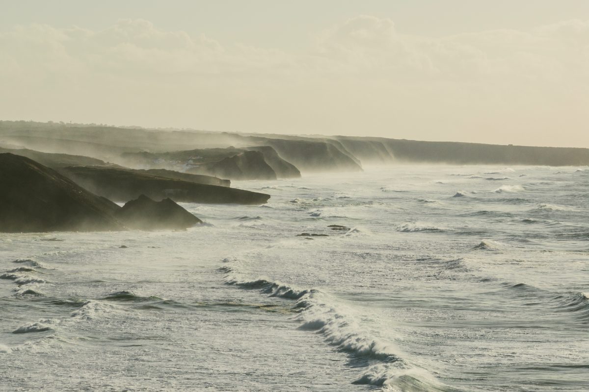From Sea to Cell: the marine origin of the microalgae in the formula