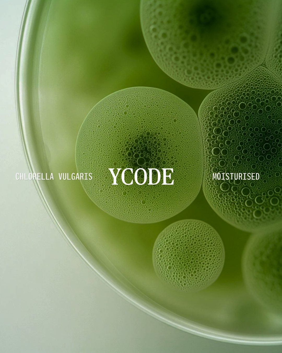 Chlorella vulgaris, the microalga carried in both the face serum and the moisturiser