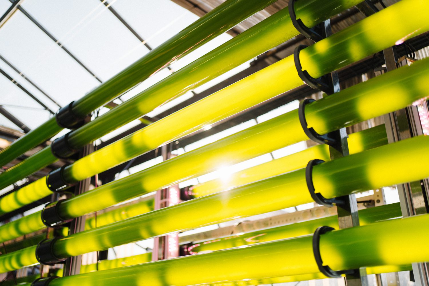 Closed photobioreactor tubes glowing green as the microalgae grows