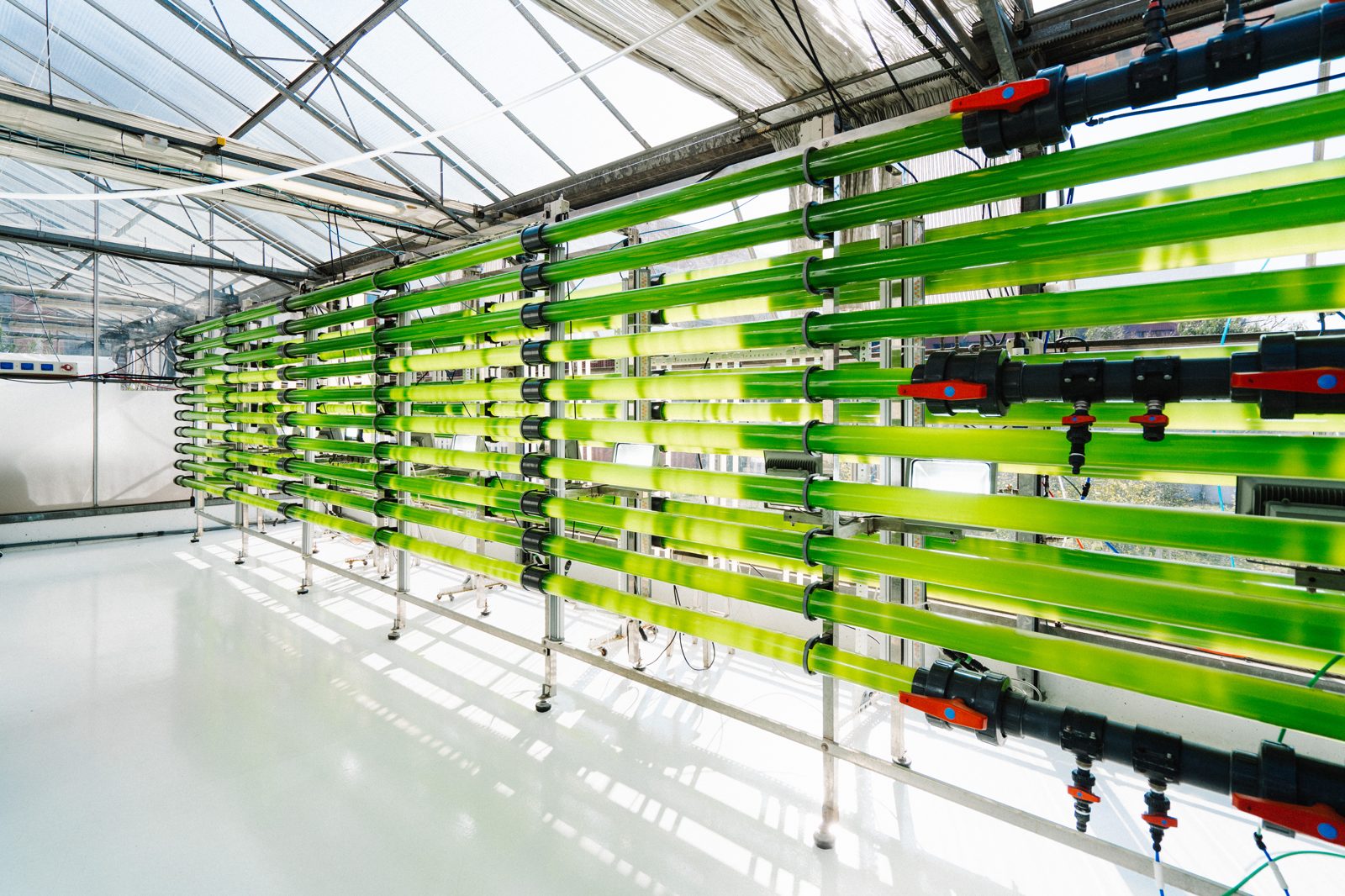 A greenhouse of photobioreactor tubes at scale, bright with green cultures
