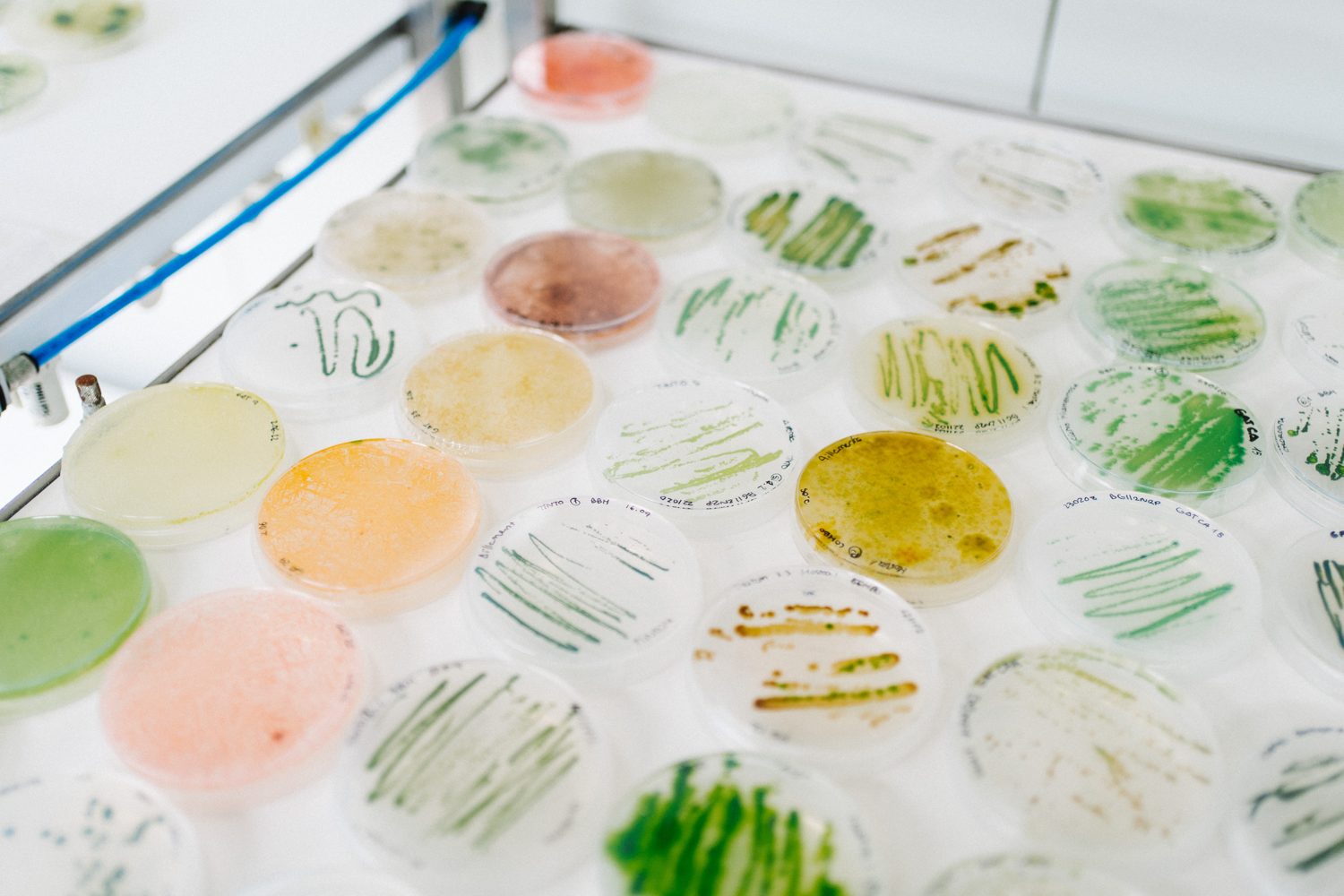 A library of microalgae strains in petri dishes, many colours and forms